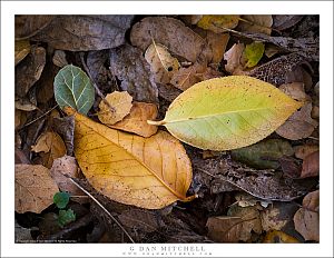 Wisteria Leaves