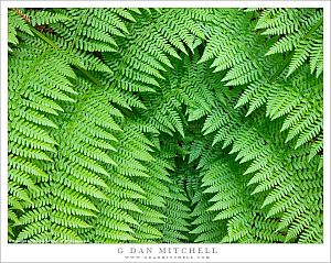 Overlapping Ferns