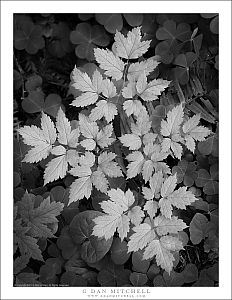 Redwood Forest Foliage