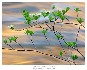 Spring Dogwood, Water