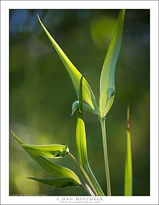 Spring Fairy Lantern Plant