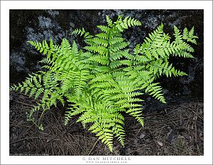 Spring Fern