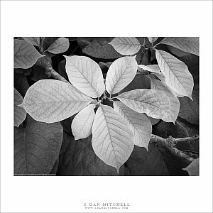 Spring Leaves