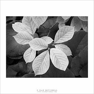 Spring Leaves