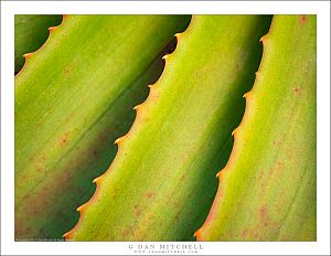 Leaf Edges