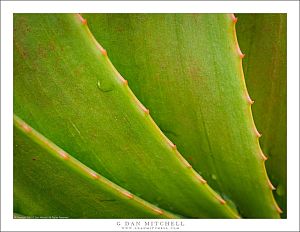 Succulent Leaves, Detail