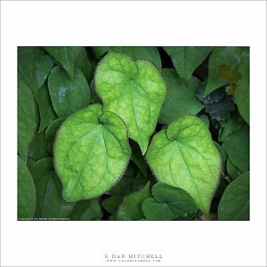 Three Ivy Leaves