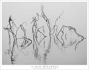 Water Plants, Reflections