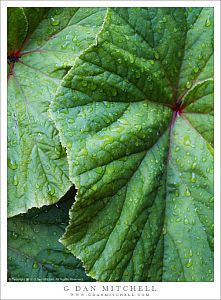 Leaves and Rain