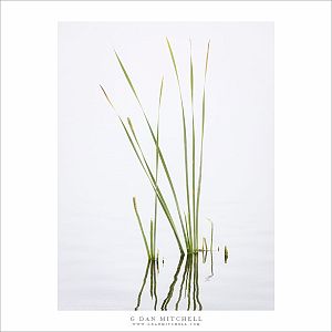 Wetland Plants