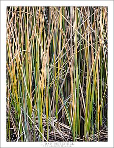 Winter Reeds