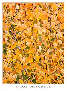 AspenLeafWall20101002