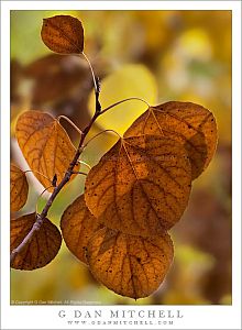 AspenLeavesBrown20101010