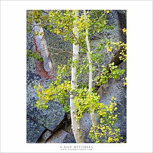 Aspen Trees, Rock Face With Lichen