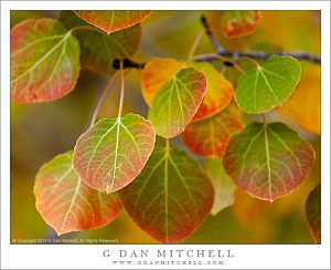 Red and Green Aspen Leaves