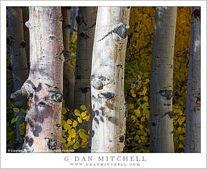 Aspen Tree Trunks