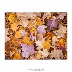 Autumn Leaf Pile