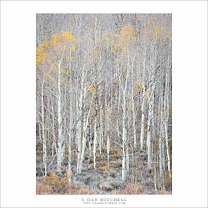 Aspen Thicket