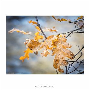 Autumn Black Oak Leaves