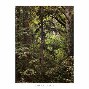 Coastal Redwood Forest