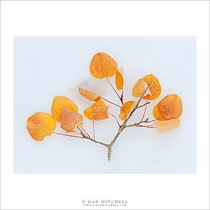 Fallen Aspen Branch, Snow