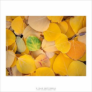 Fallen Leaves