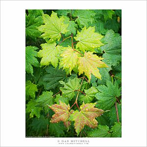 Leaves in Rain