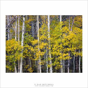 Aspens in Green and Yellow