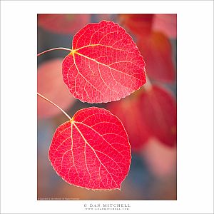 Two Red Leaves