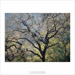Winter Trees