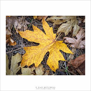 Big Leaf Maple, Autumn