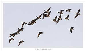 One of These Geese is Not Like The Others