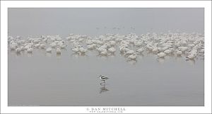 Avocet and Geese, Fog