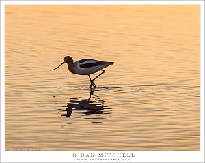 Avocet, Sunset Reflection