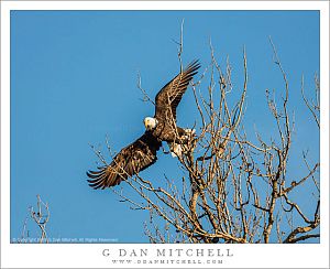 Bald Eagle Takes Flight