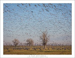 Bird-Filled Sky