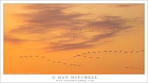 Birds, Sunset Clouds