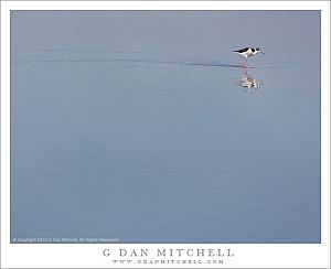 Black-Necked Stilt