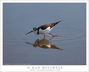 Black-Necked Stilt Feeding