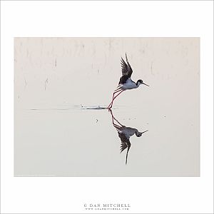 Black-necked Stilt Taking Flight