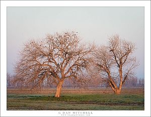 Blackbirds in Trees, Sunrise