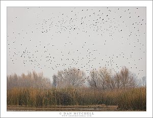 Blackbirds in Winter Sky