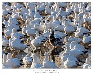 Blue Goose Among The White