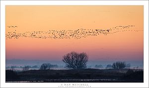 Geese, Before Sunrise