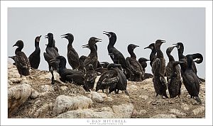 Cormorantn Colony