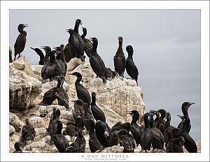 Cormorant Colony II