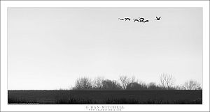 Cranes Above The Levee