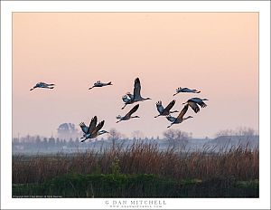 Flock of Cranes Taking Flight