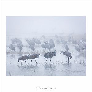 Crane Quartet, Fog