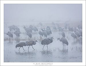 Crane Quartet, Fog